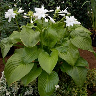 Hosta plantaginea 'Venus'